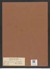 Pseudauliscus notatus (Grev.) Rattr. (de-Toni-Nr.: Genus 172, Species 4411) Zeichnungen Sammlung Grunow Mappe 04351 (Herbarium_W_Grunow_drawings_Folder_04351)
